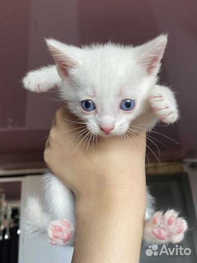 Котенок 1.5 месяца