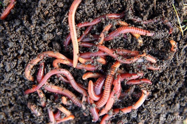 Опарыш, черви, дендробена, личинка майского жука