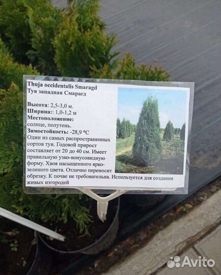 Туя смарагд