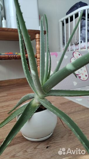 Алоэ вера растение