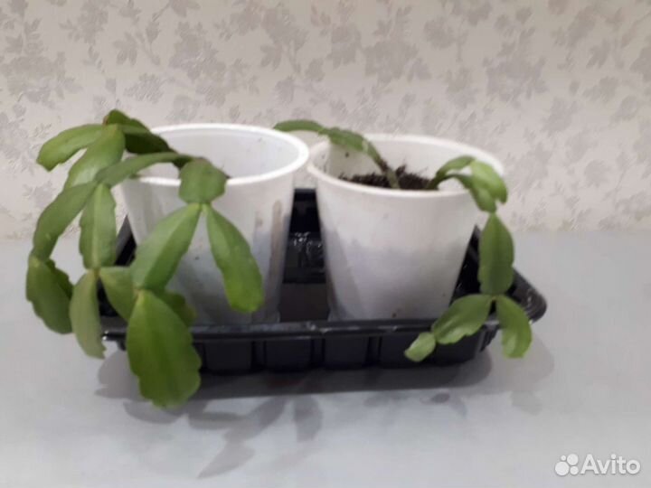 Домашние растения