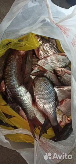 Рыба вяленая (сорожка жирная ) вылов 28.09