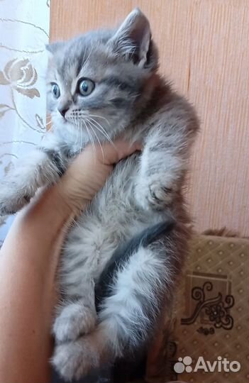 Красивые шотландские котята