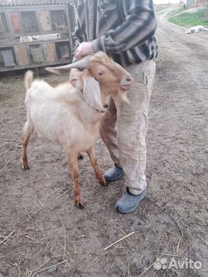 Англо нубийский козел