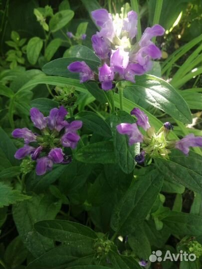 Первоцветы, почвопокровные