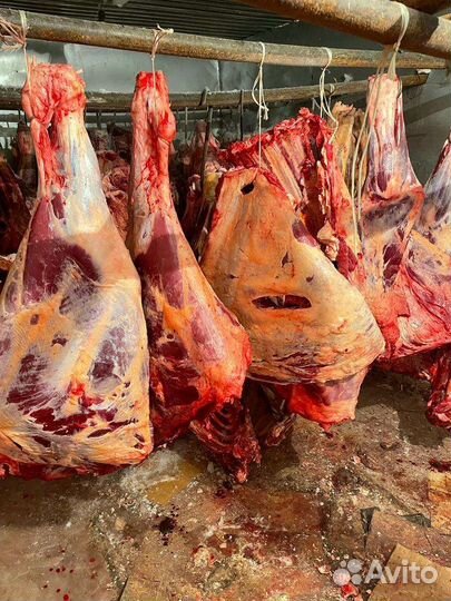 Продам мясо говядина оптом Халял