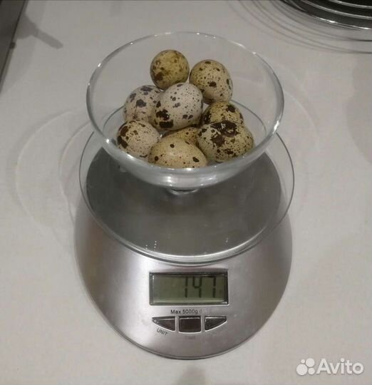 Инкубационное яйцо техасцев