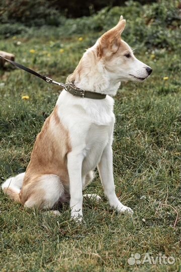 Классный щенок в добрую семью