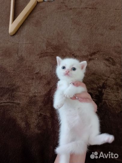 Кошки в добрые руки бесплатно