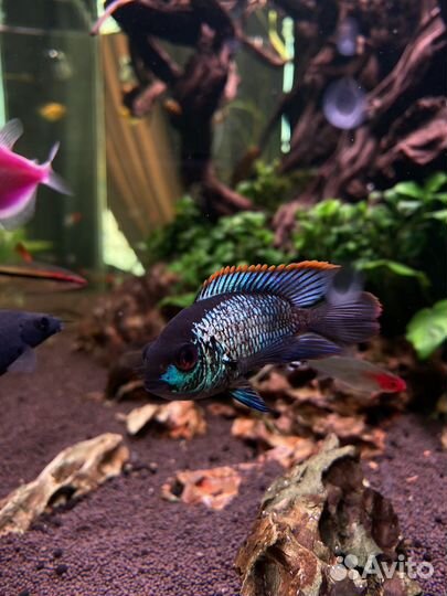 Аквариум 500 литров