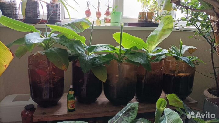 Банан плодоносящий комнатный