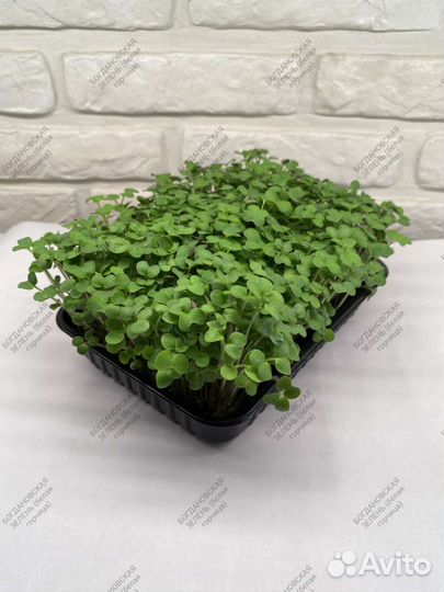 Микрозелень