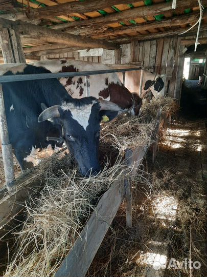 Быки на мясо и на племя