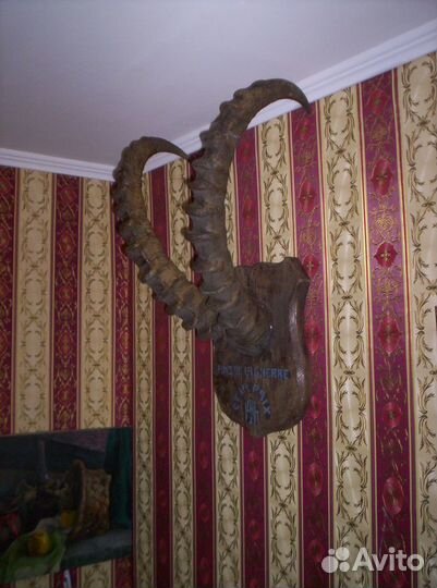 Рога сибирского козерога