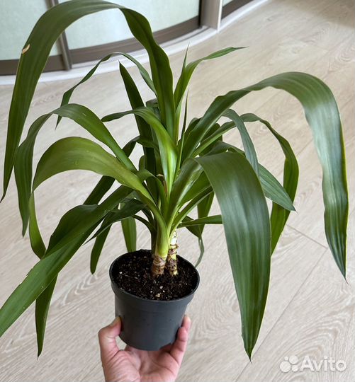 Пальма Юкка (3 ствола в горшке)