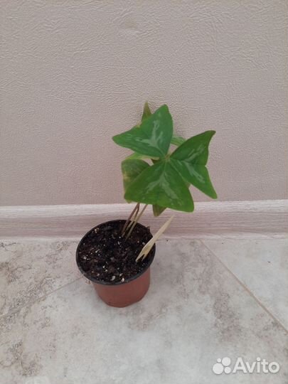 Оксалис Silverado