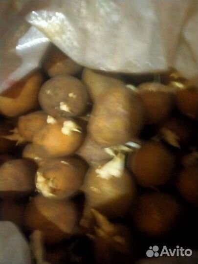 Семенной картофель