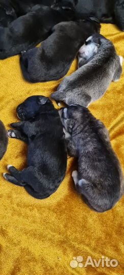 Щенки кане корсо бесплатно