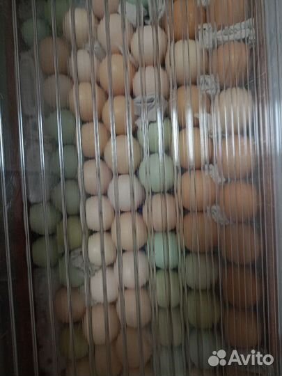 Инкубационное яйцо кур