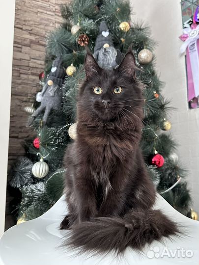 Черная кошка Мейн-кун