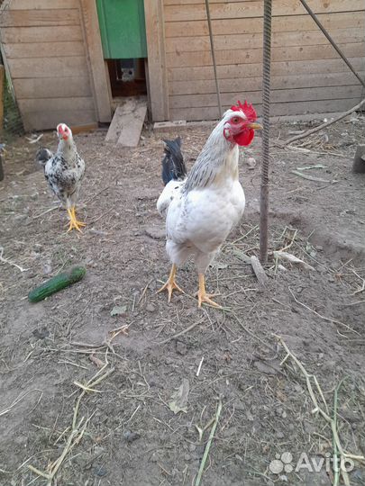 Петухи