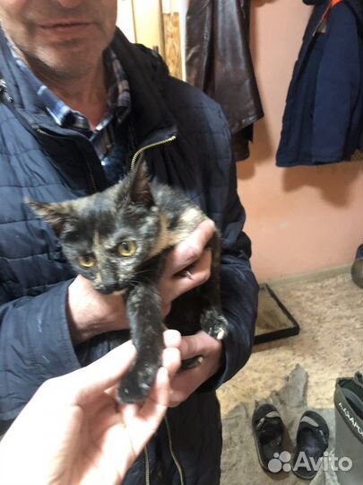Котенок девочка Муся 4-5 мес