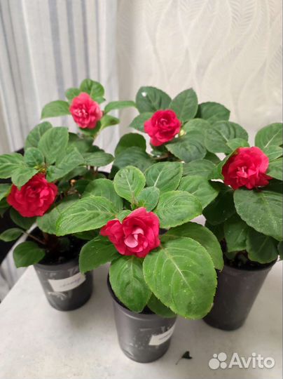 Махровый бальзамин,Колеус Аватар, Хенна