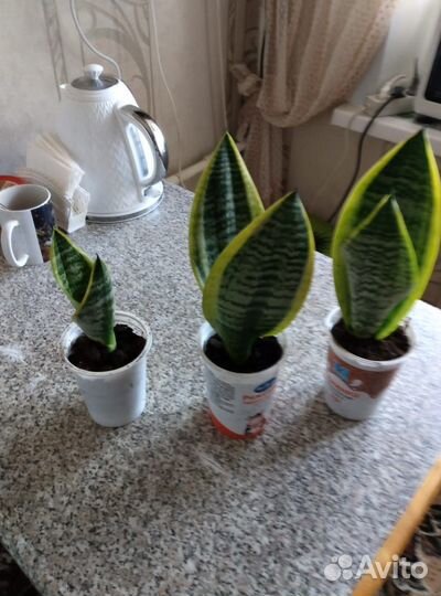 Сансевиерия