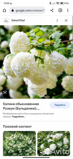 Саженец Калины 