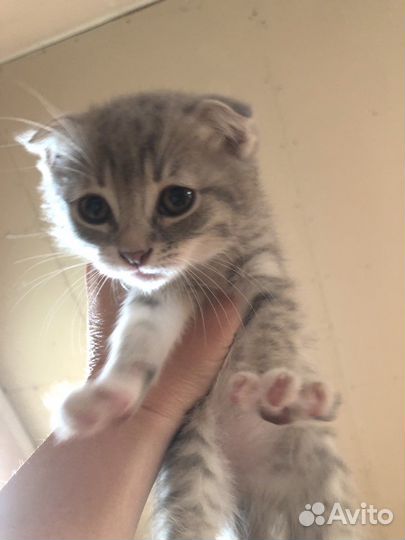 Отдам в добрые руки породистых котят