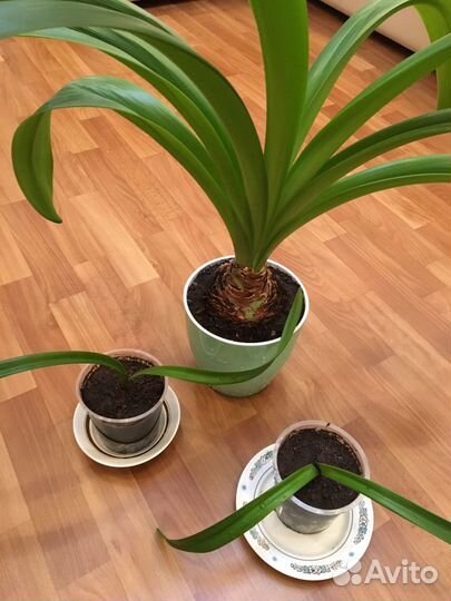 Гиппиаструм