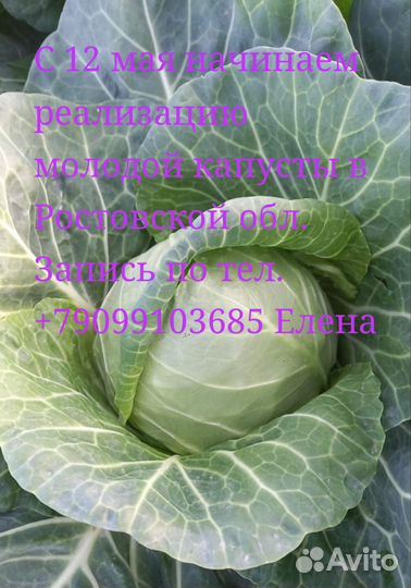Капуста свежий урожай
