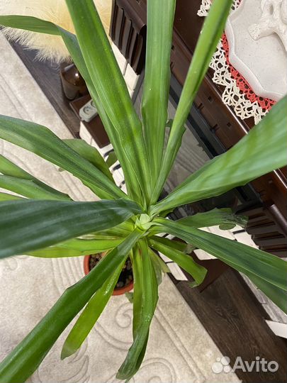 Пальма юкка