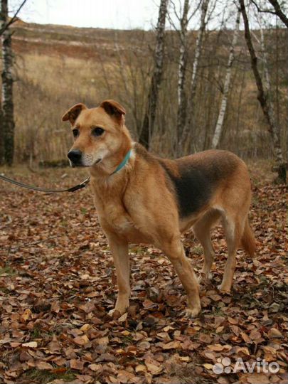 Подарите старушке дом