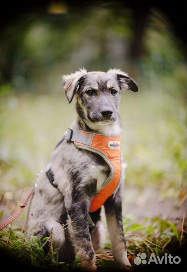 Красавчик Рэм в добрые руки