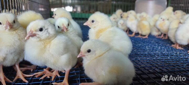 Цыпленок бройлер суточный росс 308