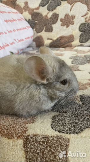 Шиншилла
