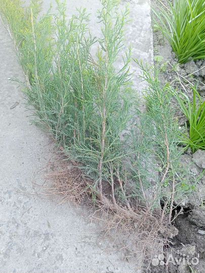 Саженцы можжевельника