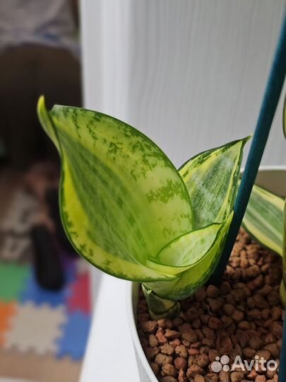 Сансевиерия Голден баннер