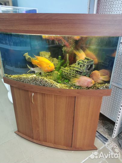 Аквариум угловой 100 литров с тумбой