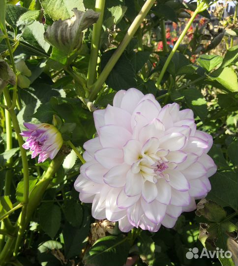 Георгины клубни