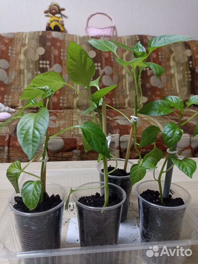 Рассада перца