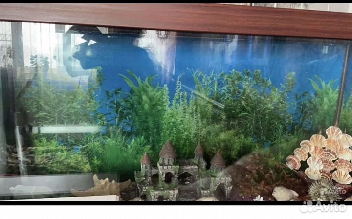 Аквариум