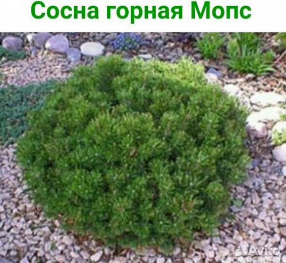 Хвойные растения(туи,ели,сосны,можжевельники)