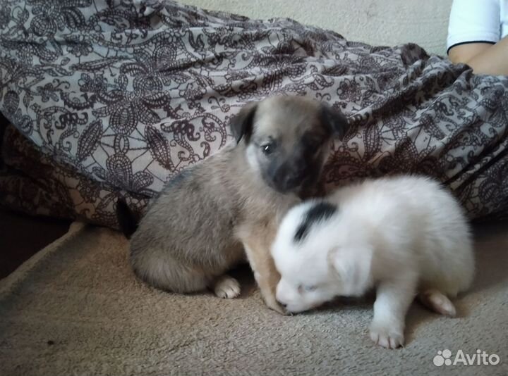 Длинноногий питчер