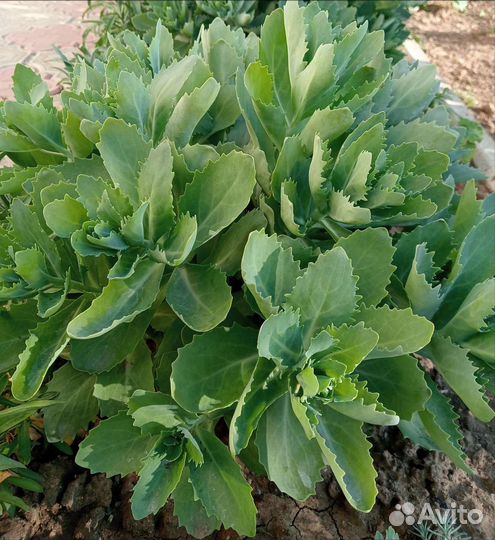 Очиток седум сформированные кусты