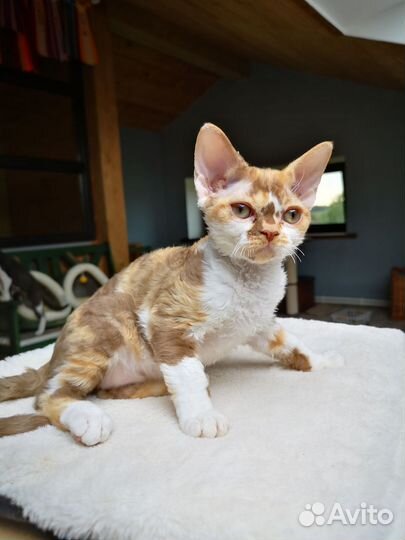 Девочки девон рекс