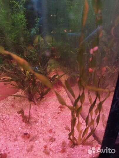 Аквариумные растения