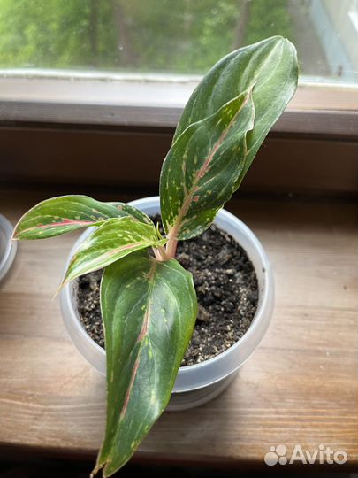 Аглаонема баттерфляй