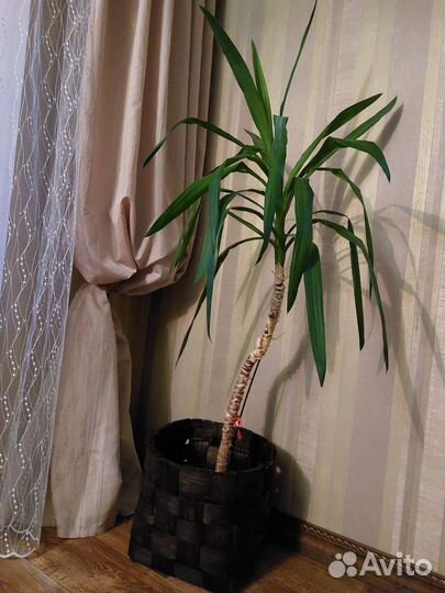 Пальма юкка